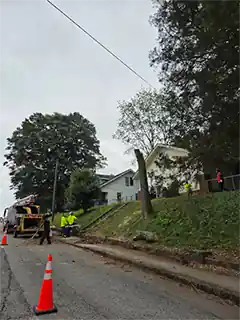 Tree Service Tree Cutting Chipping Removal